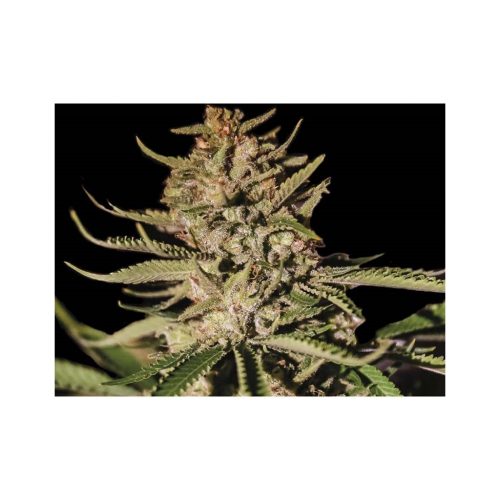 Exclusive Seeds Kush Exclusive Fem