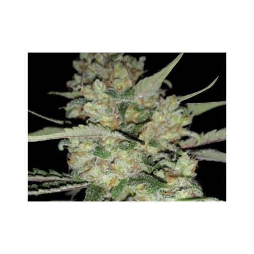 Exclusive Seeds Critical Exclusive Fem