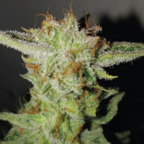 Exclusive Seeds Super Larry O.G Fem