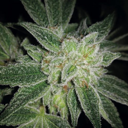 Exclusive Seeds Auto Big Blue