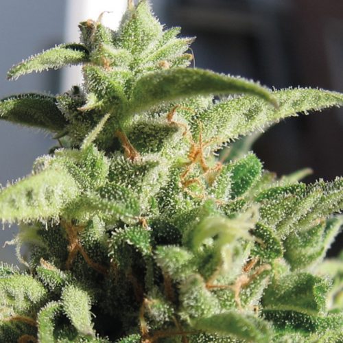 Exclusive Seeds Auto Mozar