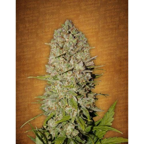 FastBuds Seeds Pineapple Express Auto