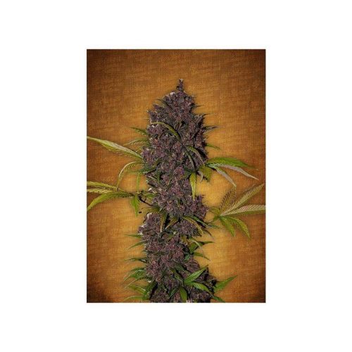 FastBuds Seeds LSD-25 Auto