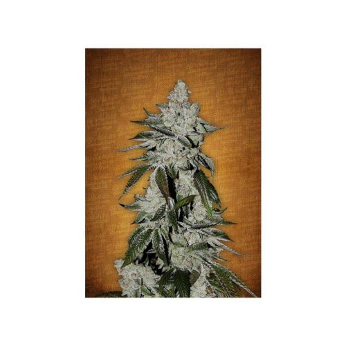FastBuds Seeds Girl Scout Cookies Auto