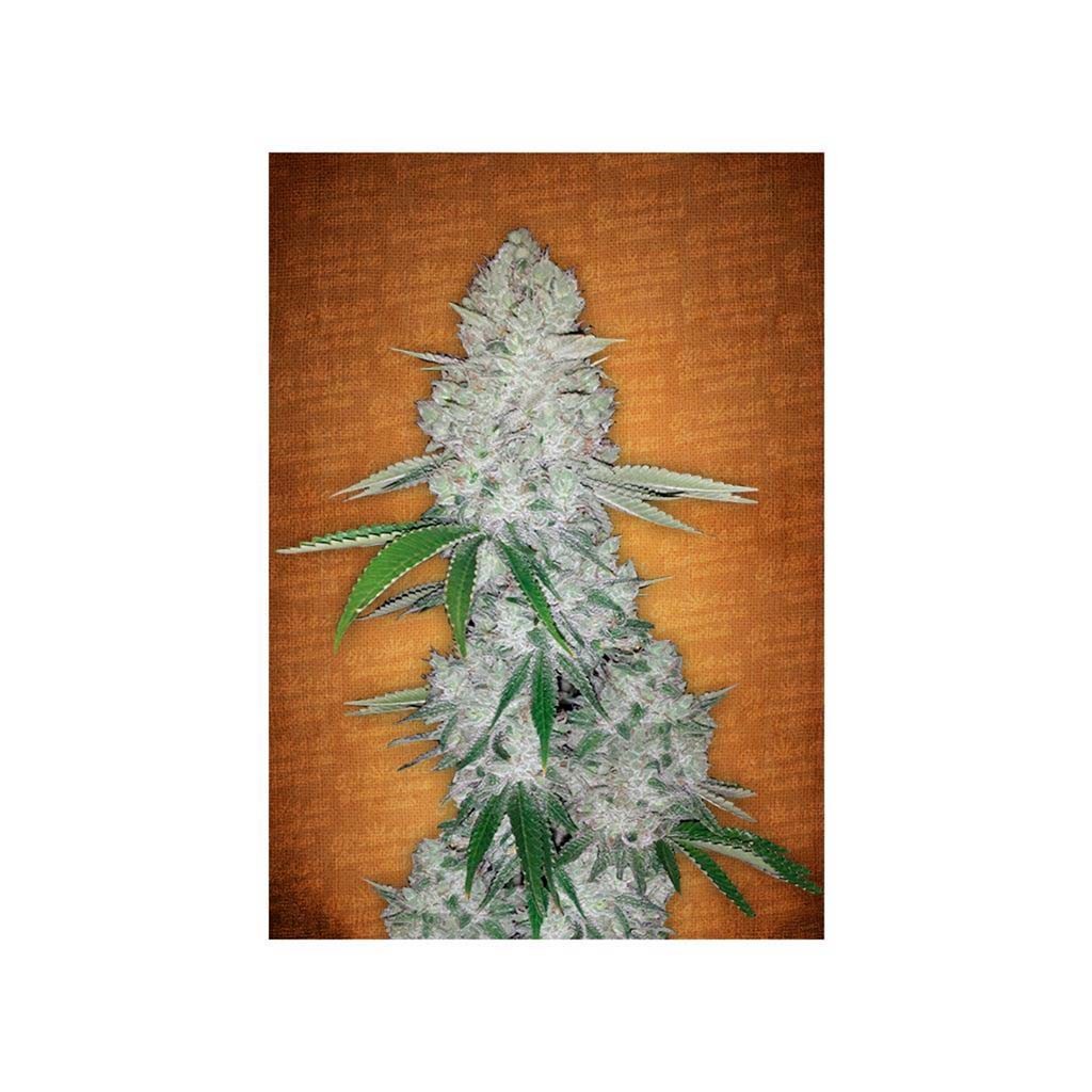 FastBuds Seeds Gorilla Glue Auto