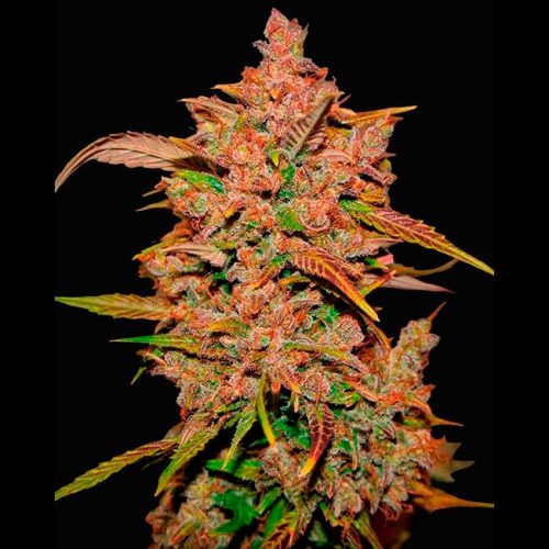 FastBuds Seeds Crystal Meth Auto