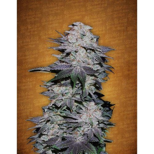 FastBuds Seeds Blackberry Auto