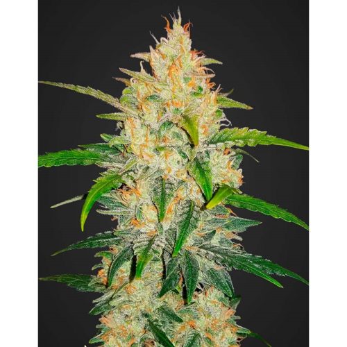FastBuds Seeds Zkittlez Auto