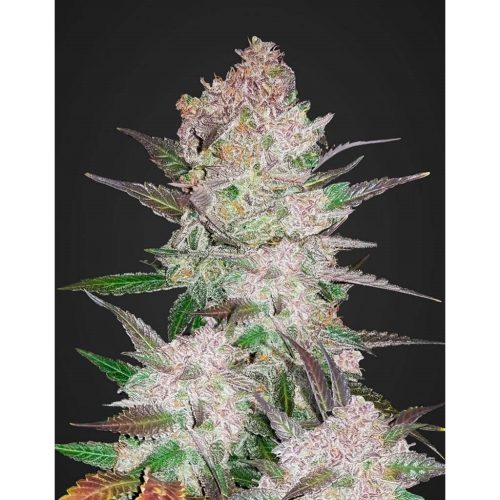 FastBuds Seeds Cream Cookies Auto 3Und