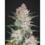 FastBuds Seeds Cream Cookies Auto 3Und