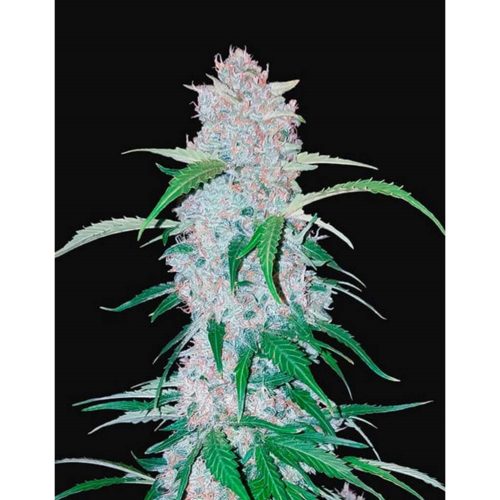 FastBuds Seeds Six Shooter 1Und