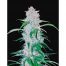 FastBuds Seeds Six Shooter 1Und