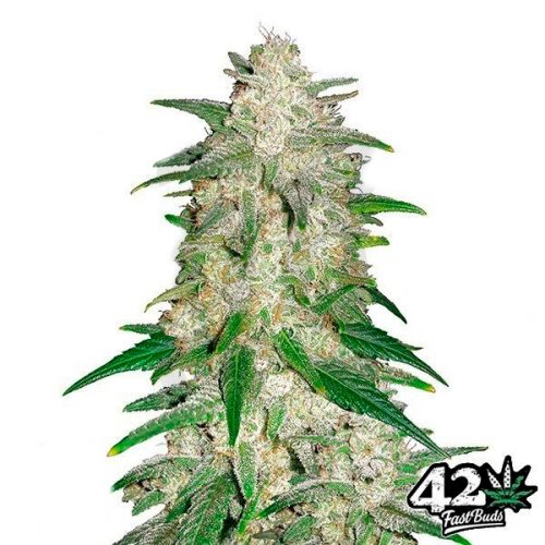 FastBuds Seeds Gelato Auto