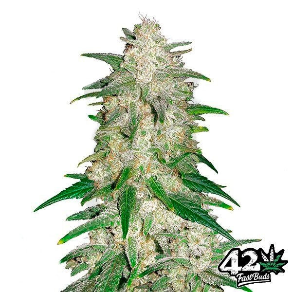 FastBuds Seeds Gelato Auto