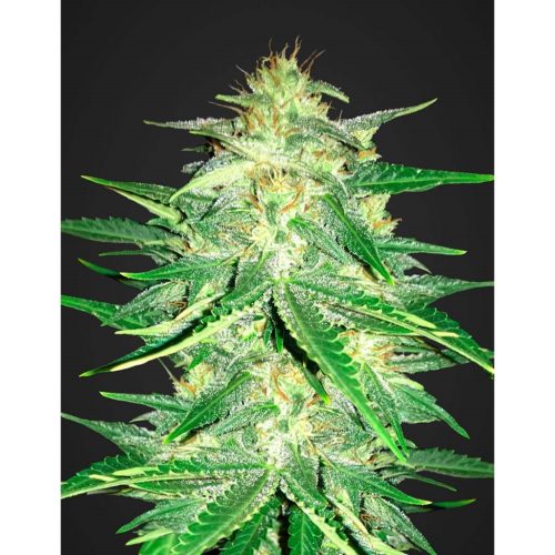 FastBuds Seeds Lemon AK Auto