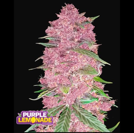 FastBuds Seeds Purple Lemode Auto