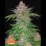 FastBuds Seeds Strawberry Pie Auto 3Und