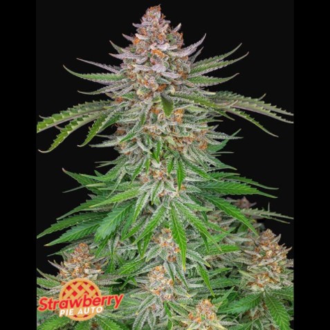 FastBuds Seeds Strawberry Pie Auto 3Und