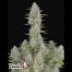 FastBuds Seeds Wedding Cheesecake Auto 3Und