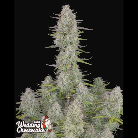 FastBuds Seeds Wedding Cheesecake Auto 3Und