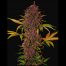 FastBuds Seeds LSD-25 Auto 1Und
