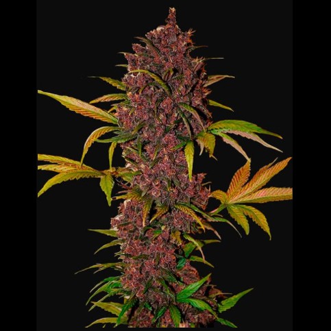 FastBuds Seeds LSD-25 Auto 1Und