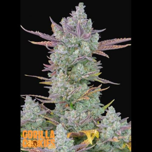 FastBuds Seeds Gorilla Cookies Auto 1Und