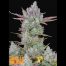 FastBuds Seeds Gorilla Cookies Auto 1Und