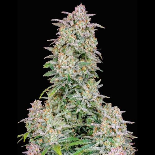 FastBuds Seeds Forbidden Runtz Auto