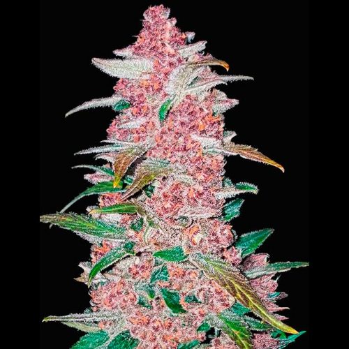 FastBuds Seeds Blackberry Auto