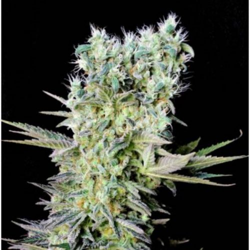 Genehtik Northern Lights X Fem.