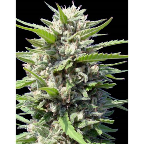 Genehtik Northern Lights Auto