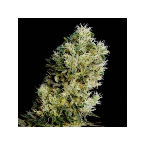 Genehtik Amnesia Bilbo Auto
