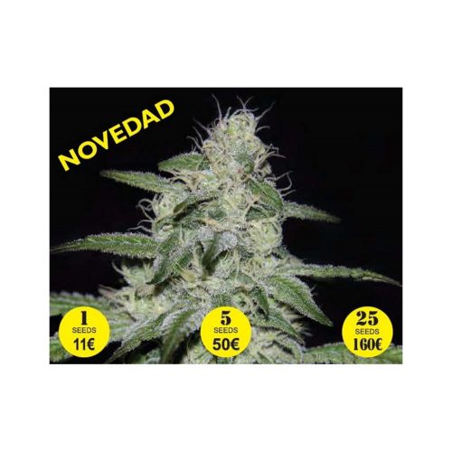 Genehtik Kritikal Bilbo CBD Fem.