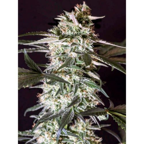 Genehtik Medizil CBD Fem.