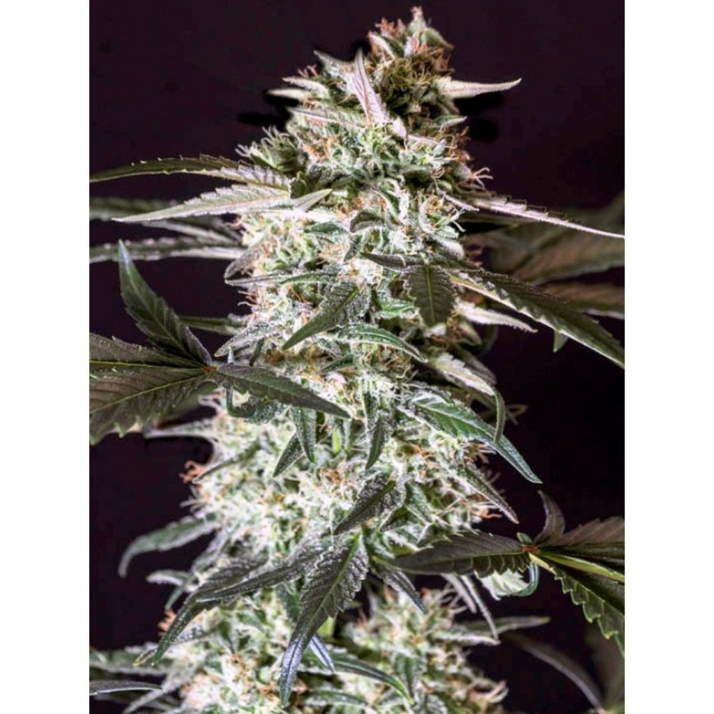 Genehtik Medizil CBD Fem.