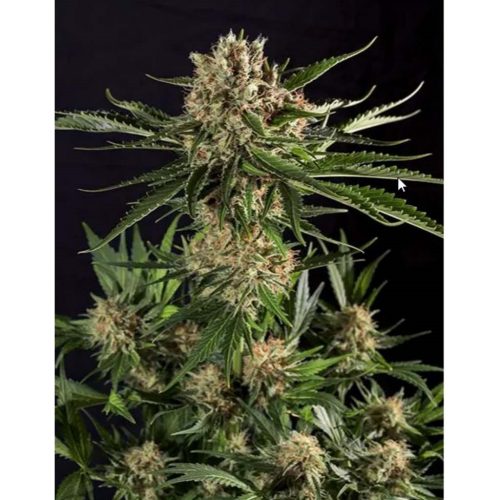 Genehtik Txerri Bilbo Haze Fem.