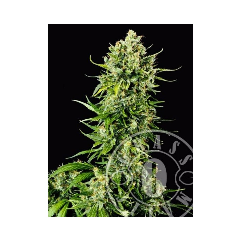 Grassomatic Auto Mass