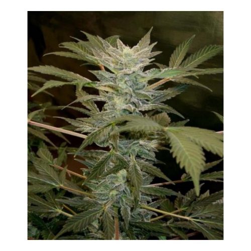 Grassomatic Auto Ak