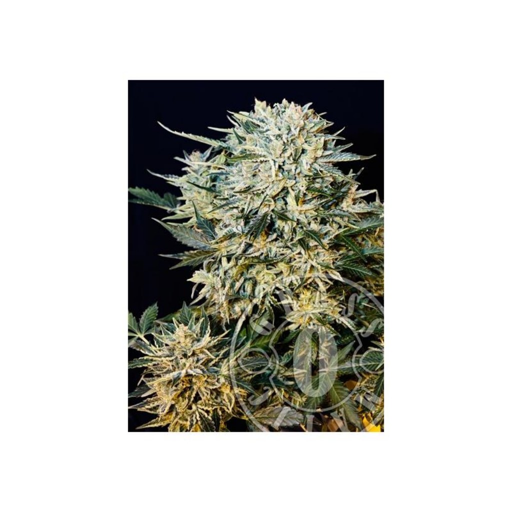 Grassomatic Sugar Gom Auto