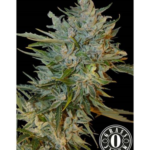 Grassomatic Haze Gom 1Und