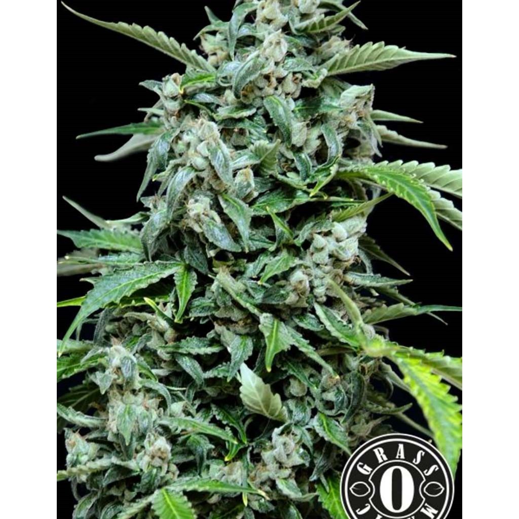 Grassomatic Maxi Haze Auto