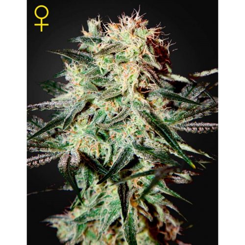 Green House Arjan´S Strawberry Haze Fem.