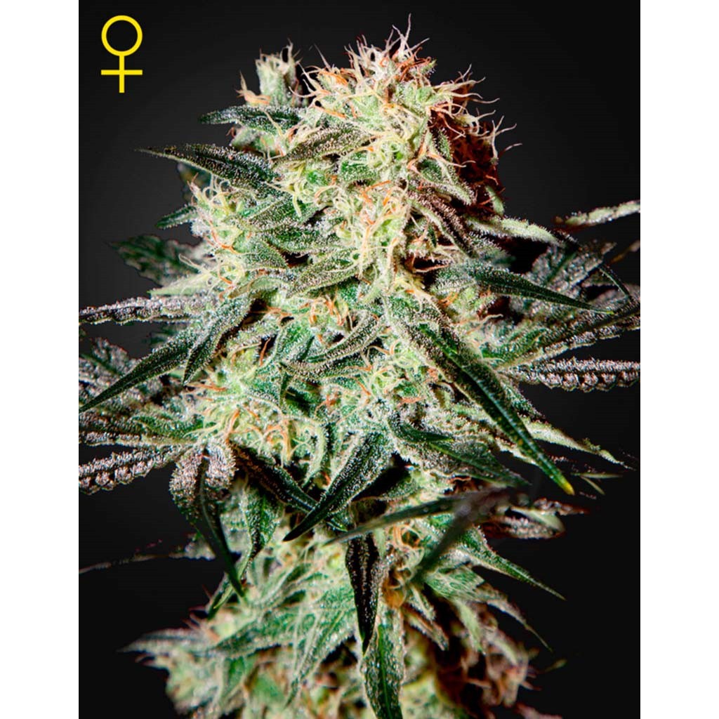 Green House Arjan´S Strawberry Haze Fem.