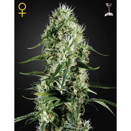 Green House Super Silver Haze Fem.