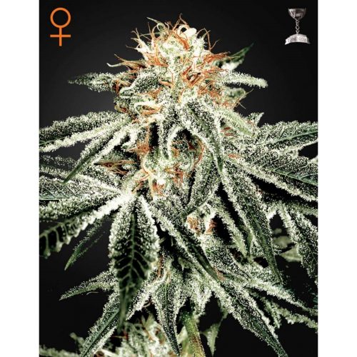 Green House White Widow Fem.