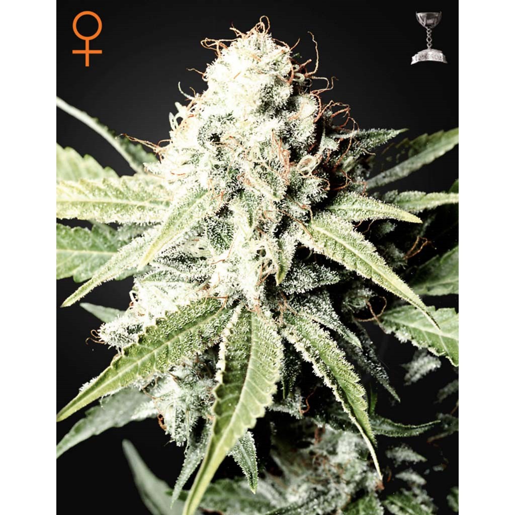 Green House Great White Shark Fem.