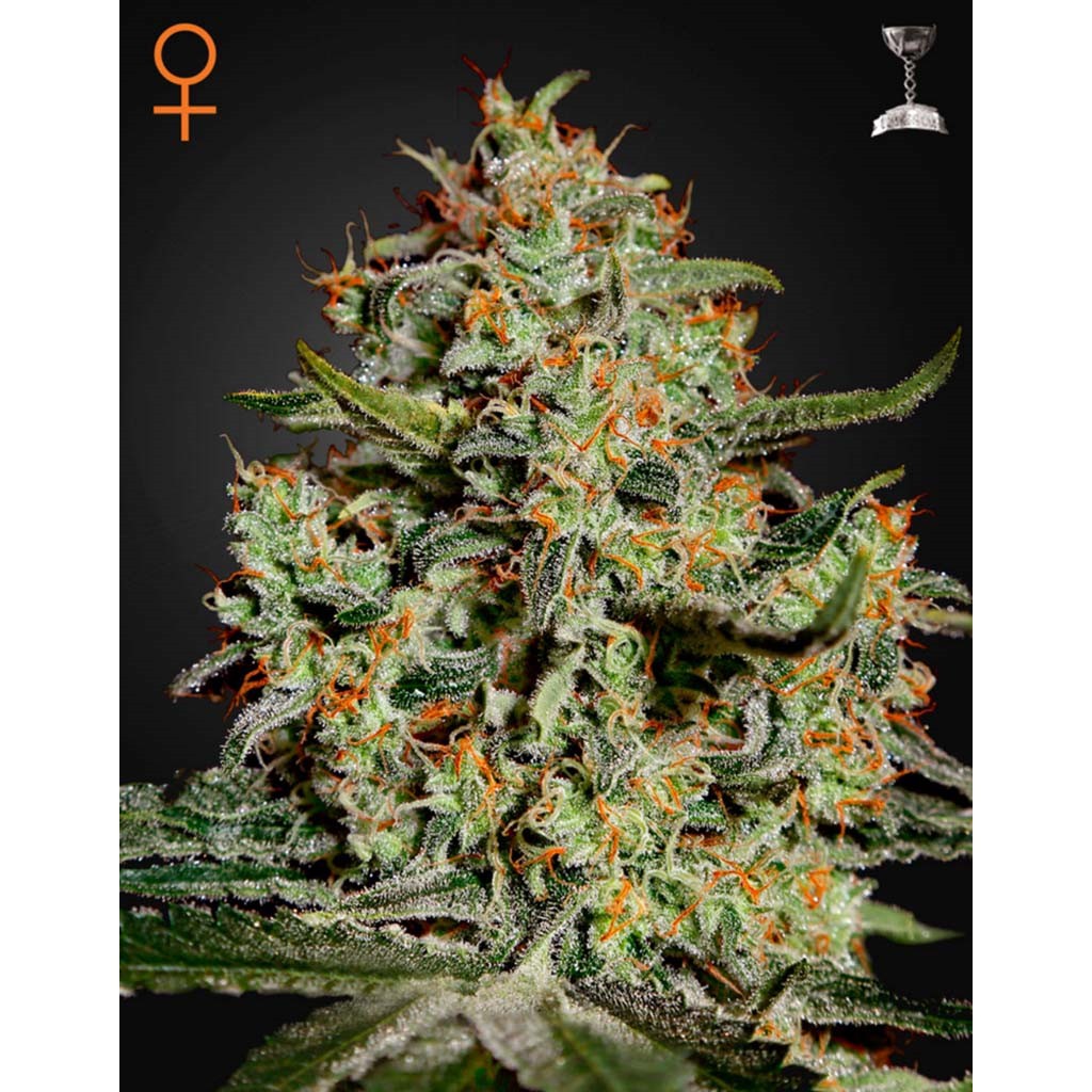 Green House Big Bang Fem.