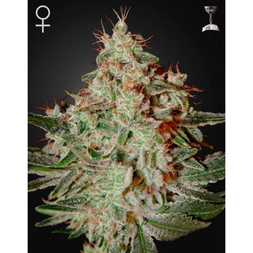 Green House Lemon Skunk Fem.