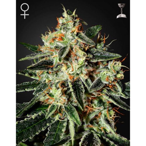 Green House Cheese Fem.